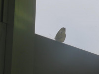 pict-IMG_5049