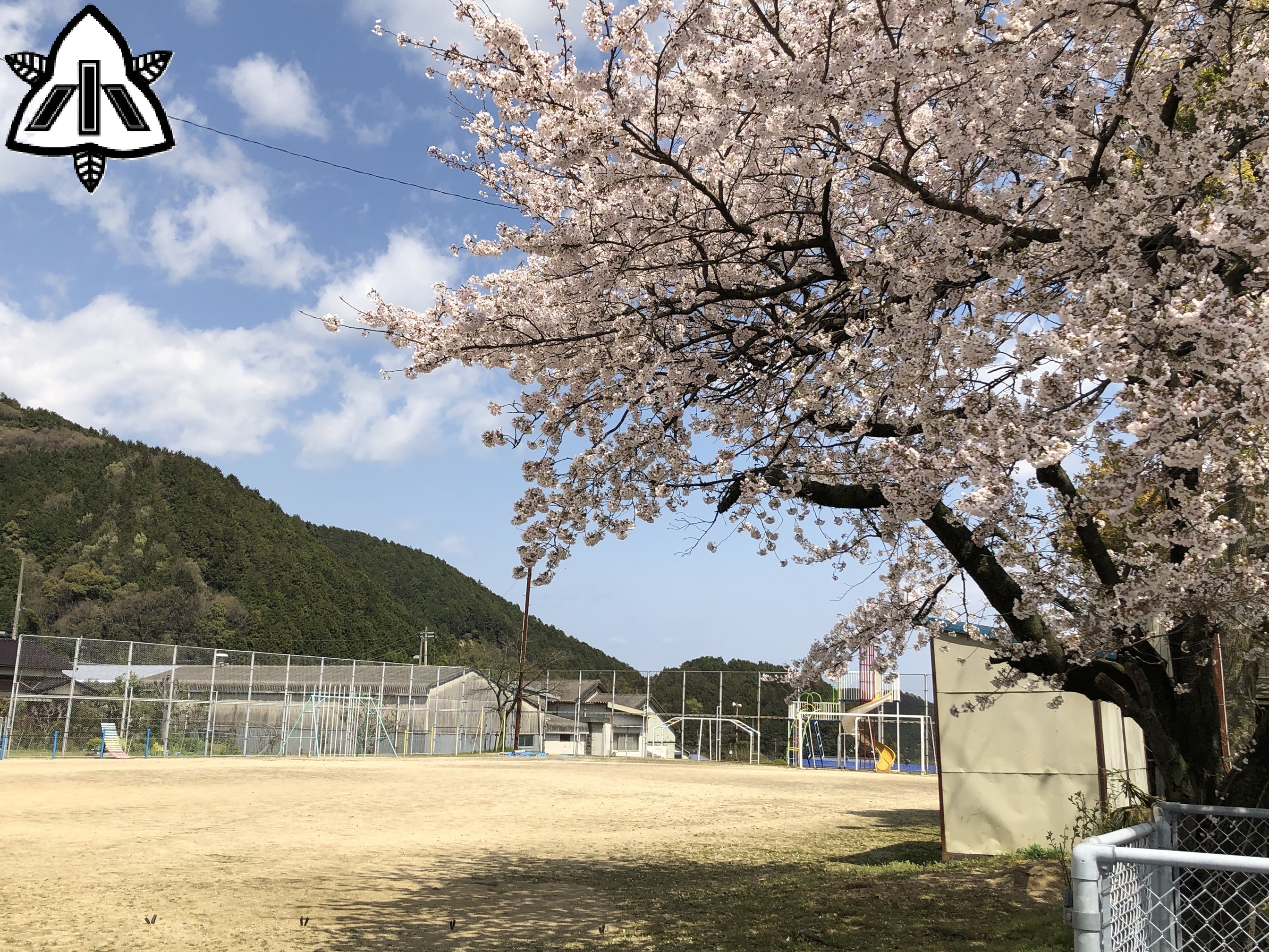 HP表紙　運動場と桜
