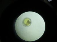 pict-IMG_5382