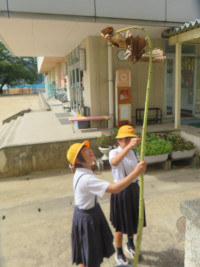 pict-IMG_7392